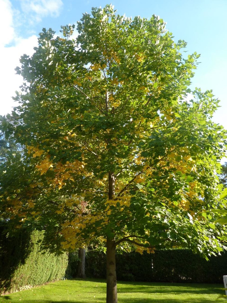 Liriodendron tulipifera тюльпановое дерево