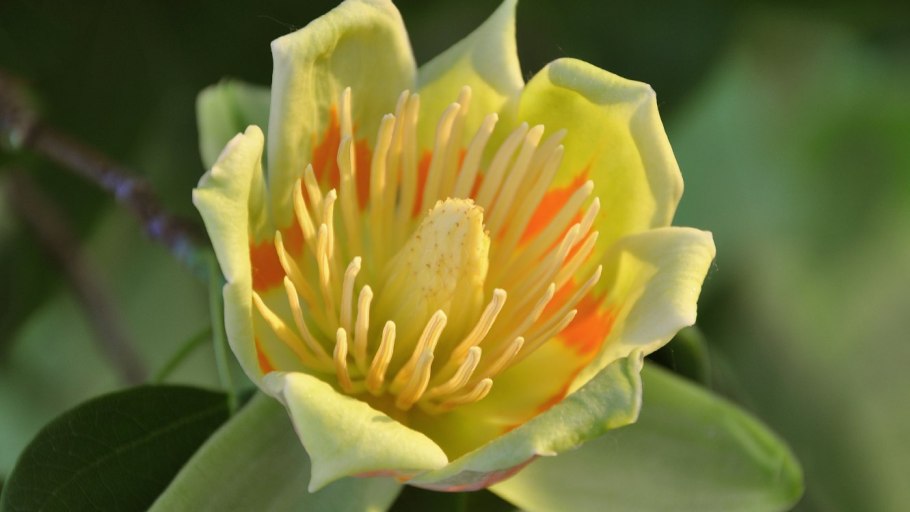 Тюльпановое дерево Лириодендрон