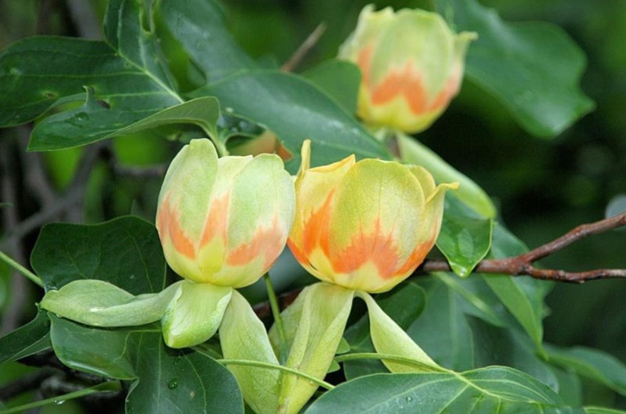 Тюльпанное дерево (Лириодендрон тюльпанный)