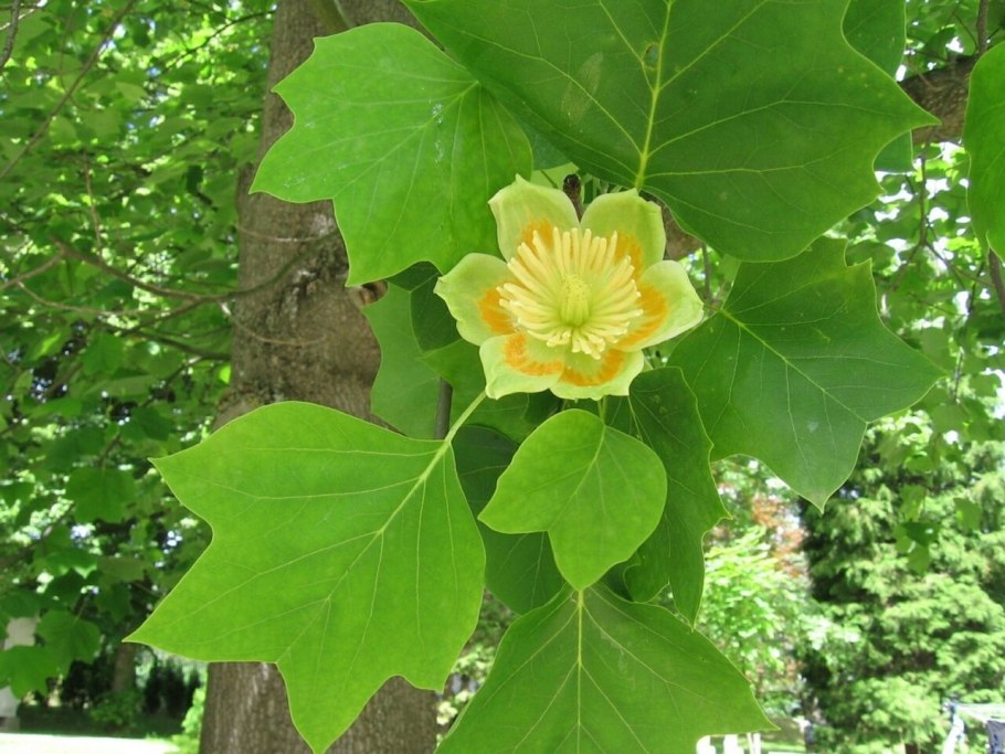 Лириодендрон Тюльпановый Liriodendron tulipifera