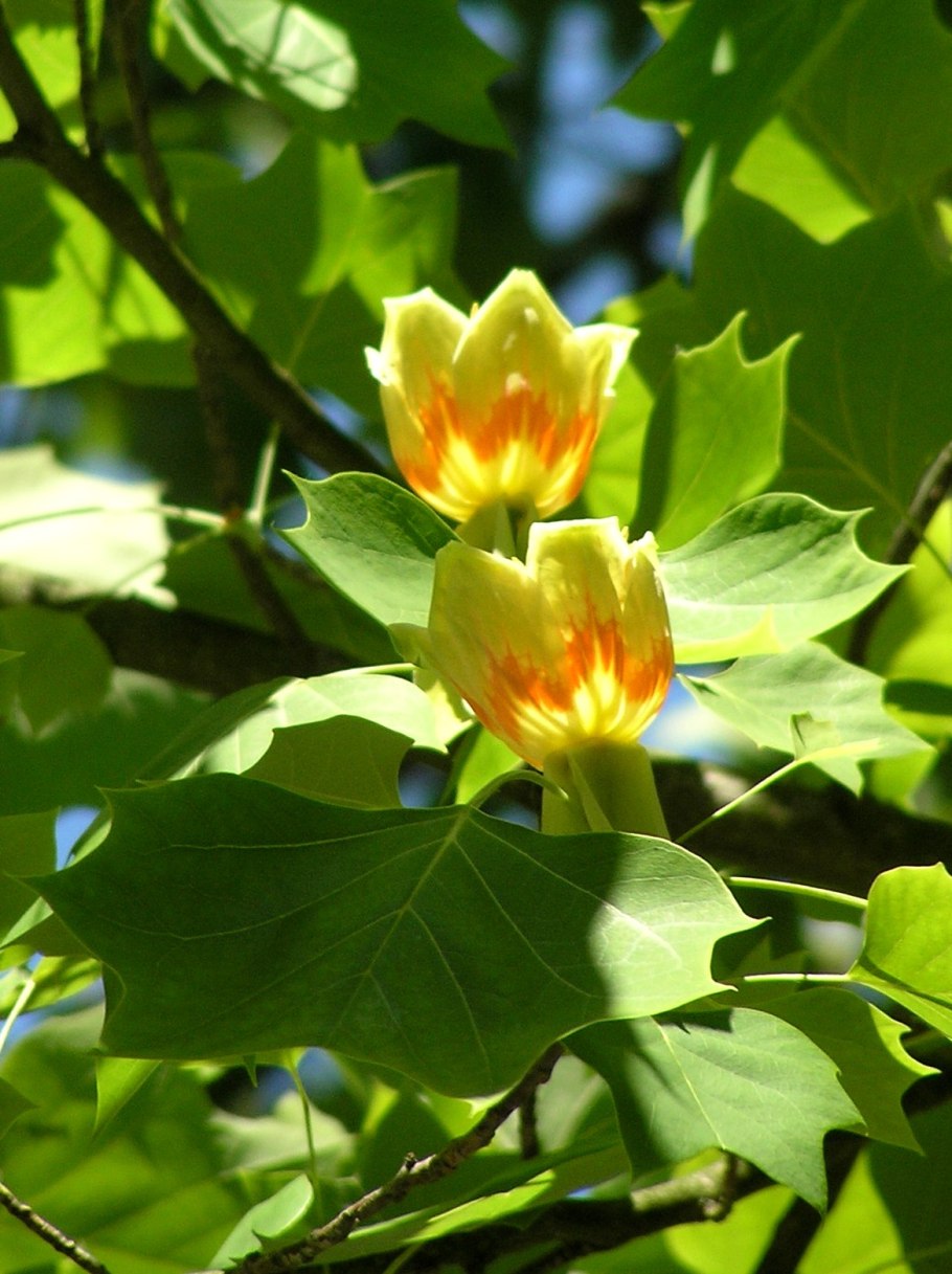 Лириодендрон тюльпанный (Liriodendron tulipifera)