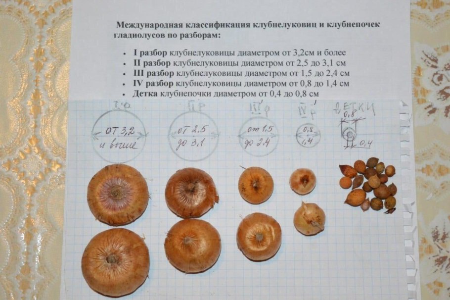 Разбор луковиц гладиолусов