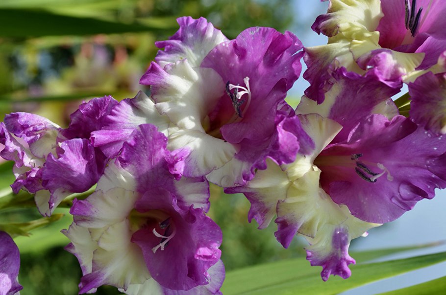 Gladiolus Careless