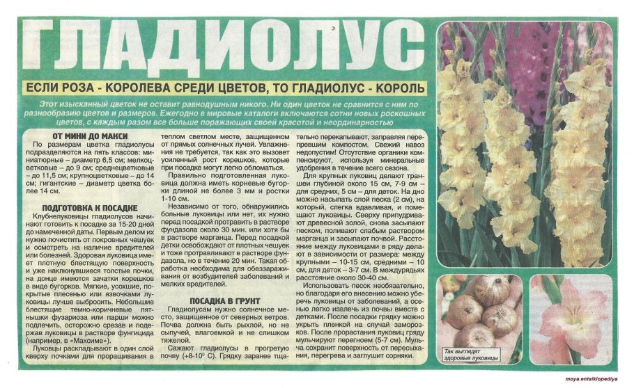 Вегетативное размножение лука луковицами