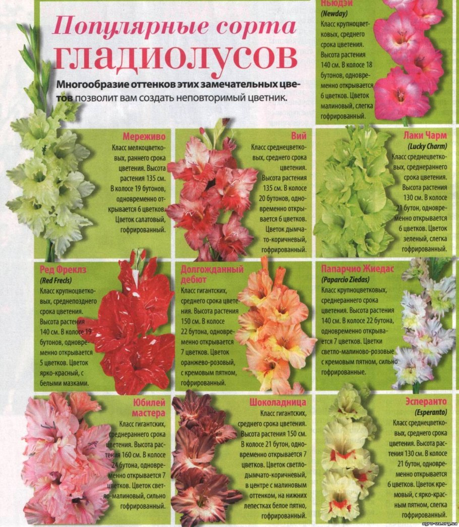 Схема смешанных посадок овощей