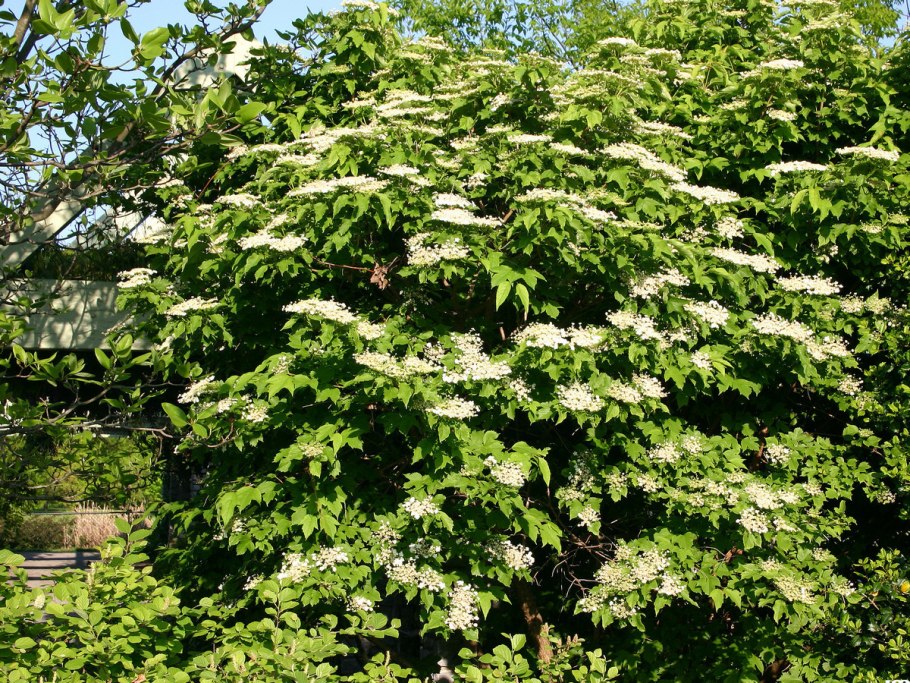 Калина компакта