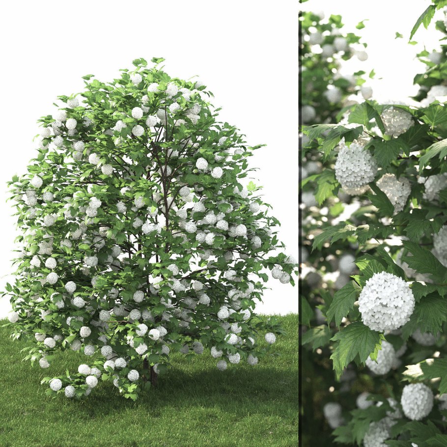 Калина обыкновенная Фармакогнозия