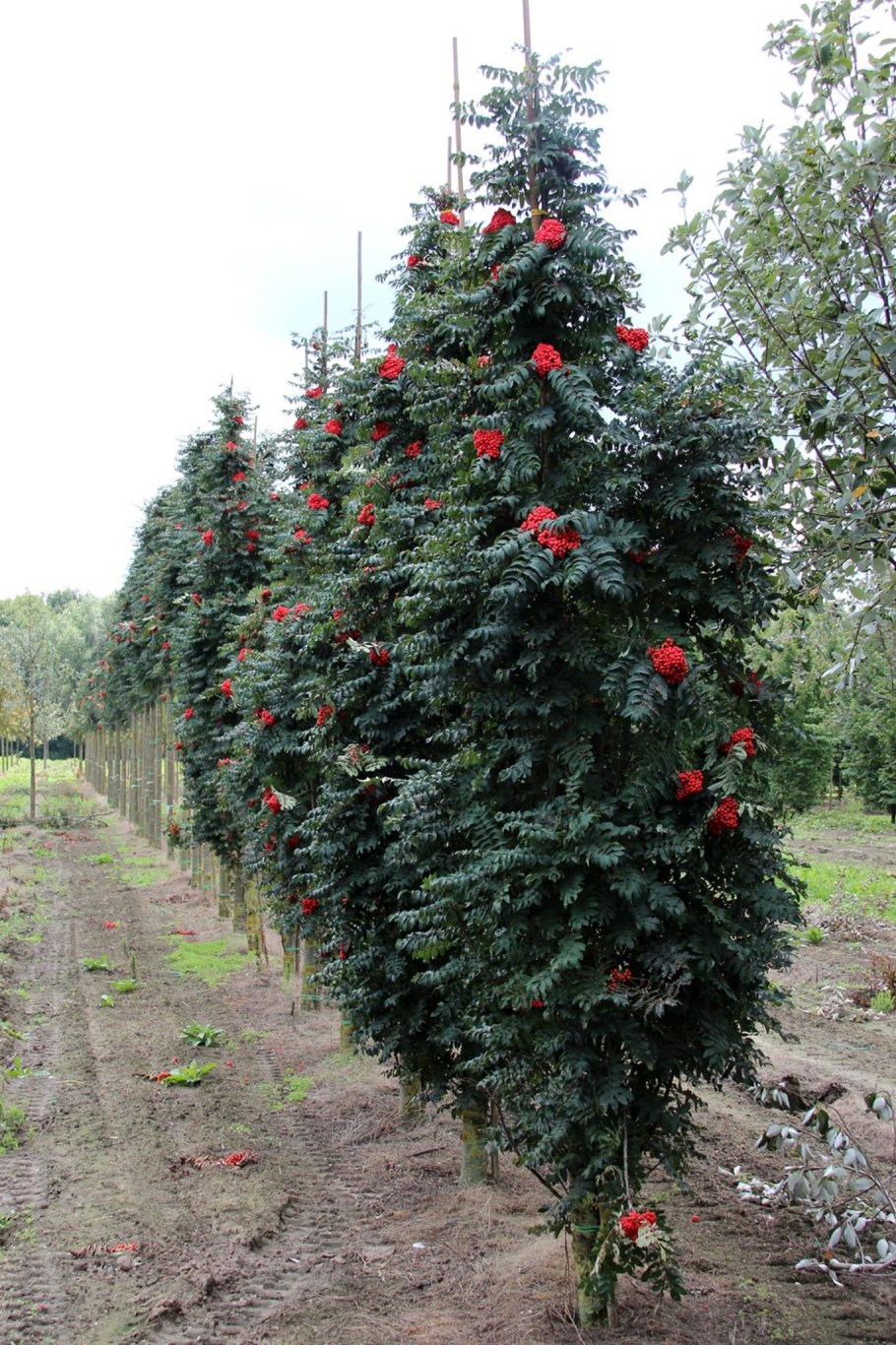 Корневая система сосны обыкновенной схема