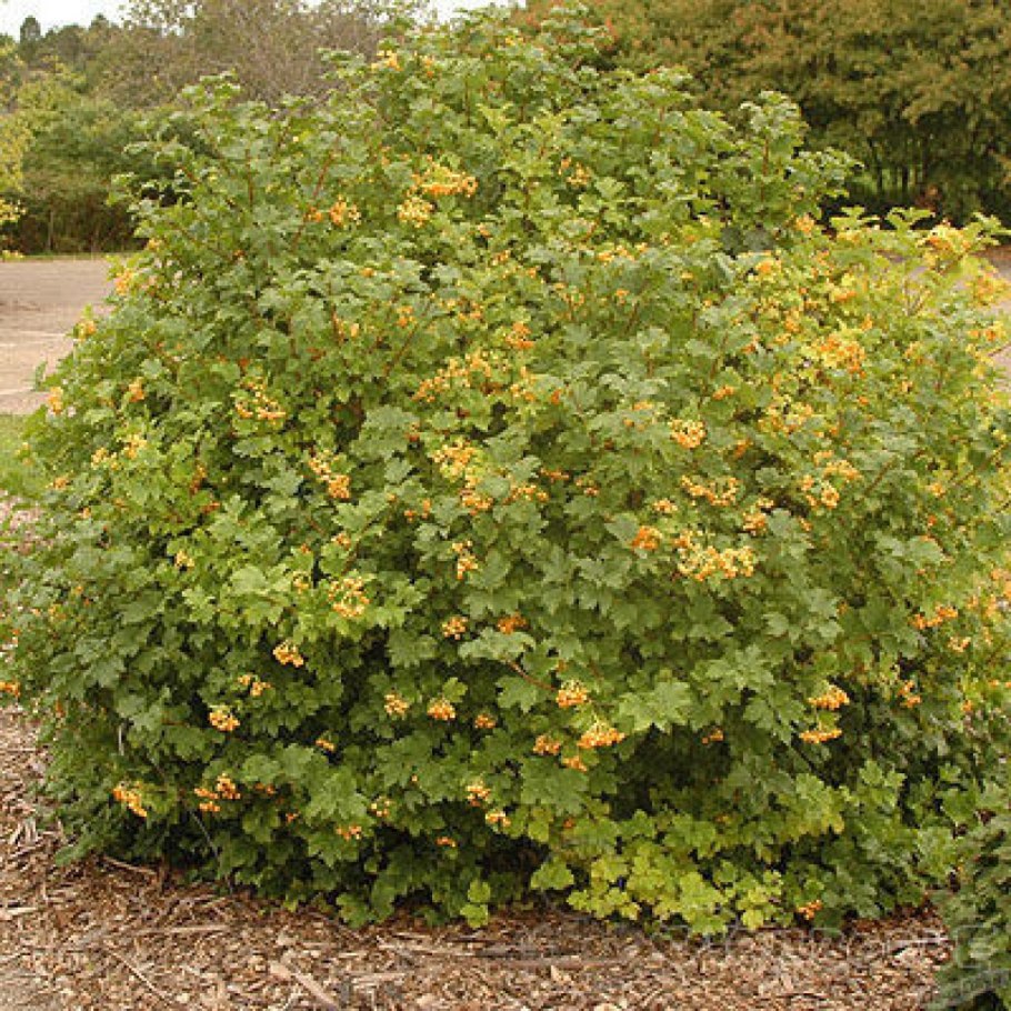 Viburnum trilobum 'Wentworth