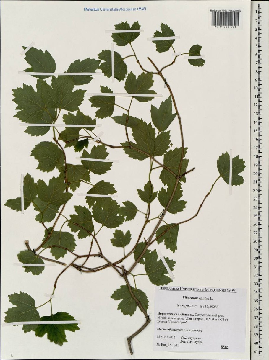 Калина Розеум