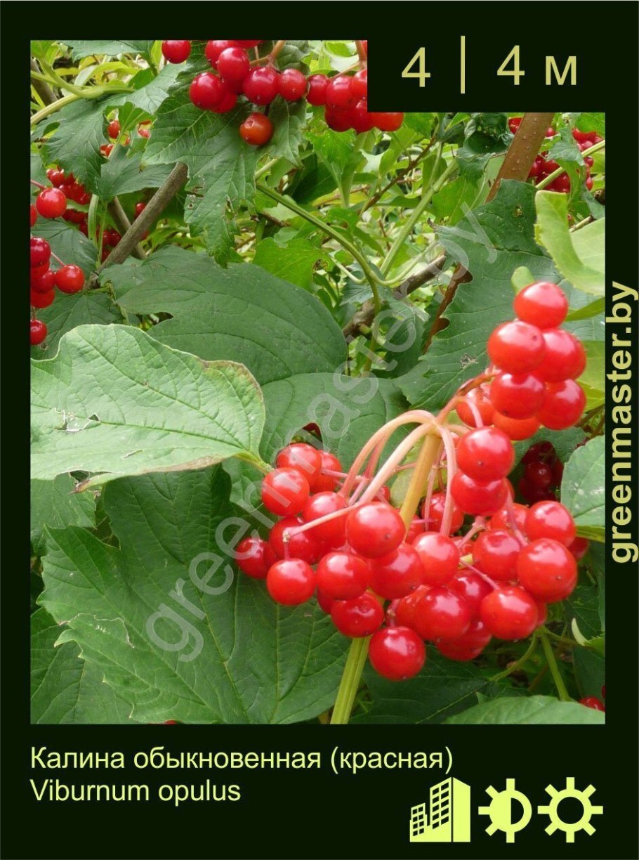 Калина гордовина Вариегата