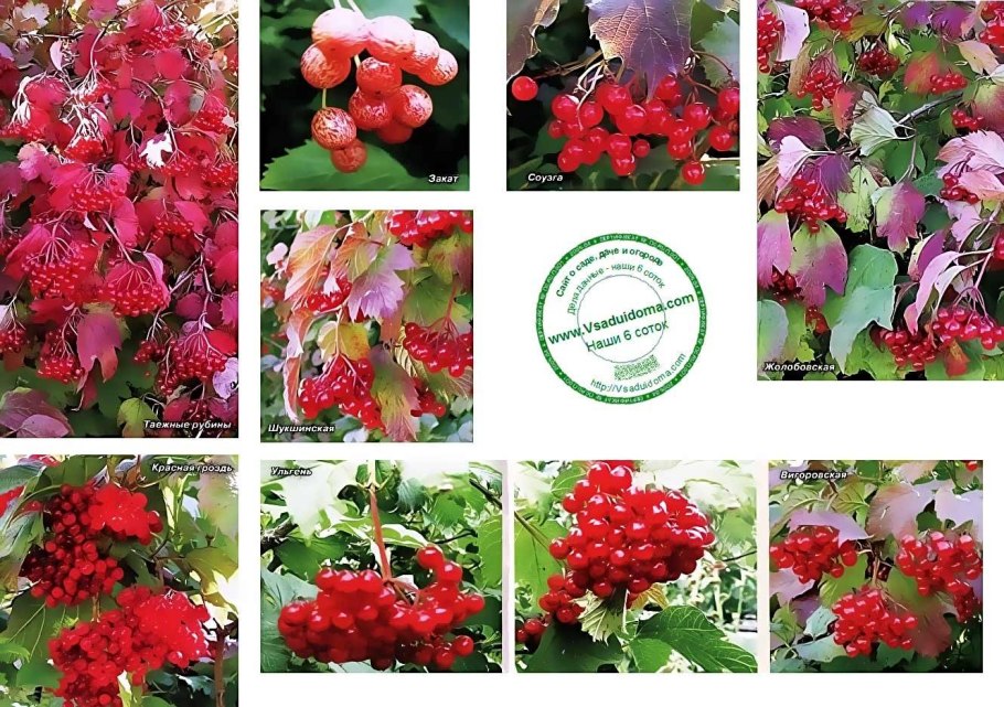 Калина обыкновенная compactum