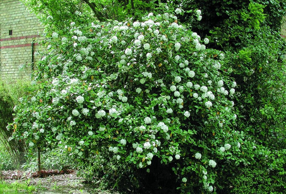 Калина Розеум высота куста