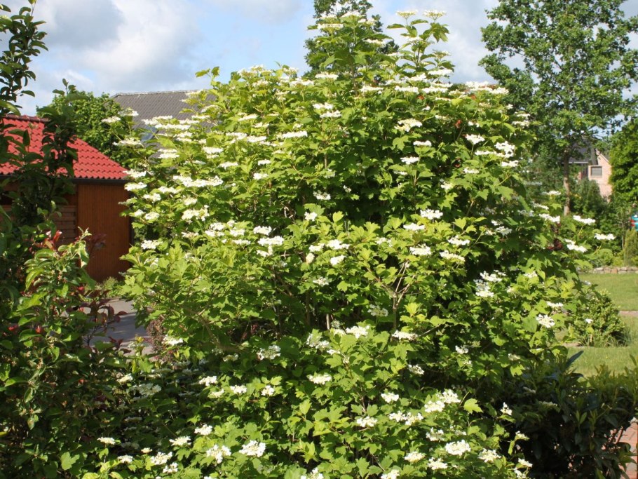 Рябинка дерево на белом фоне