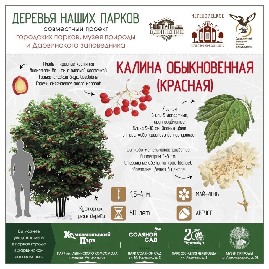 Viburnum opulus гербарий