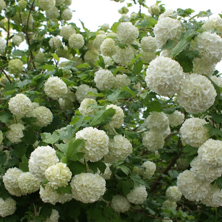 Рябина красная на штамбе