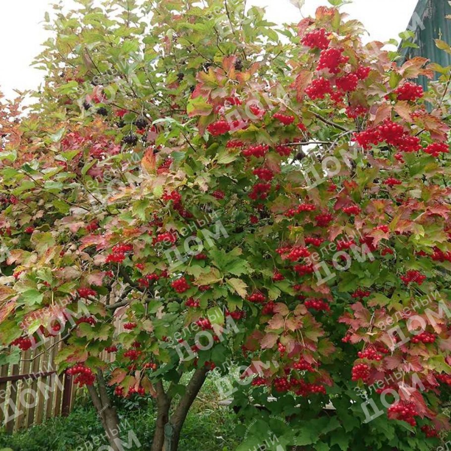 Калина обыкновенная Нана