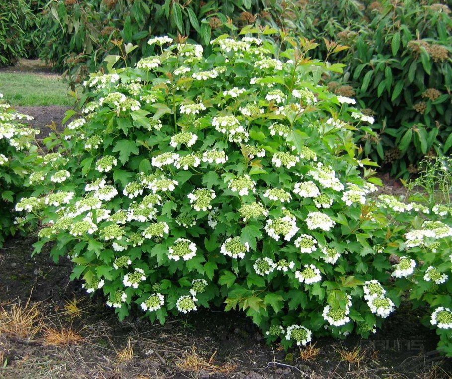 Дерен Коуза / Cornus Kousa