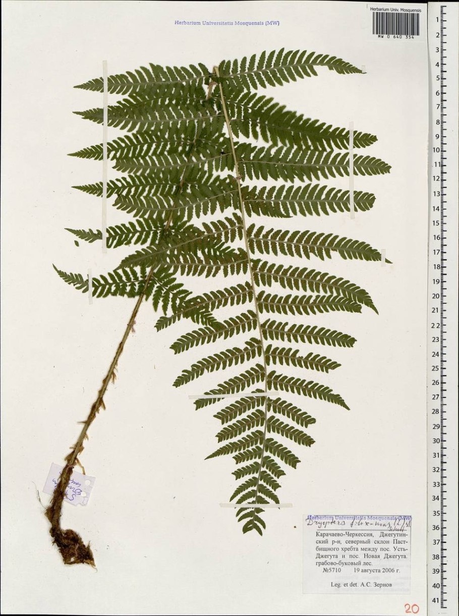 Dryopteris filix-mas Ботанический рисунок 19 век