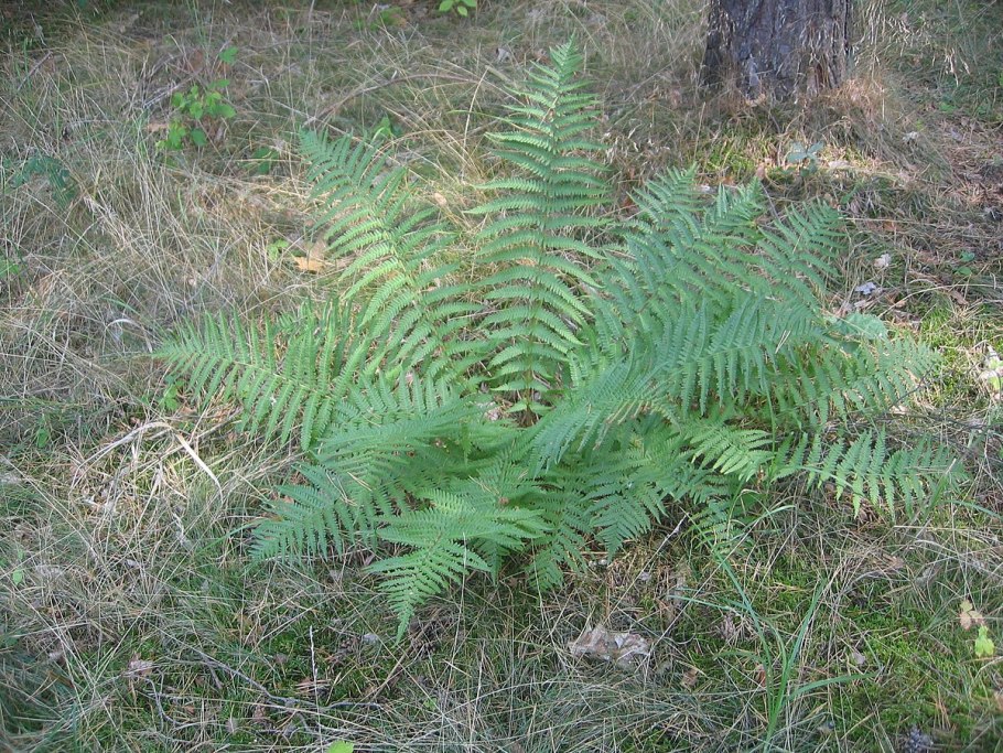 Папоротник Щитовник