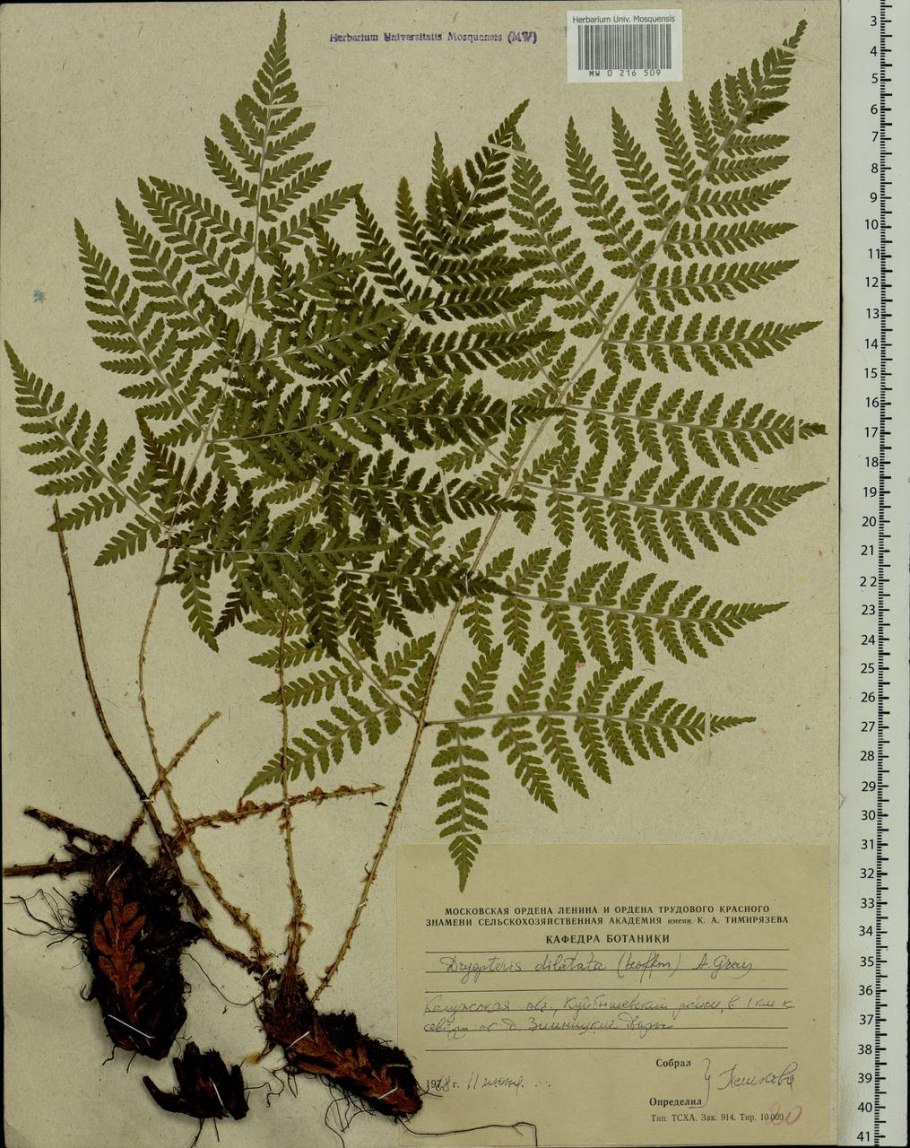 Щитовник мужской гербарий