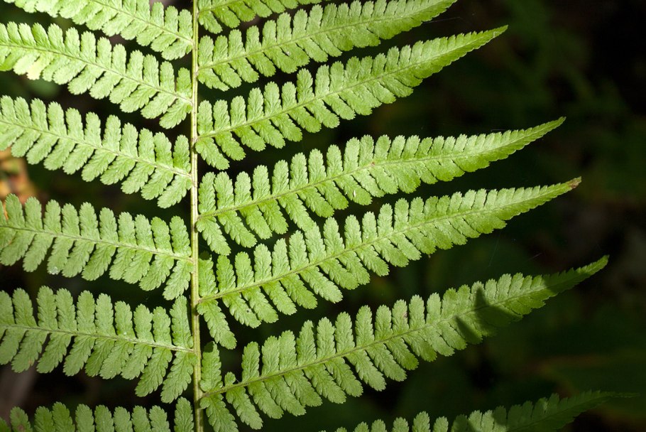 Dryopteris filix mas barnesii