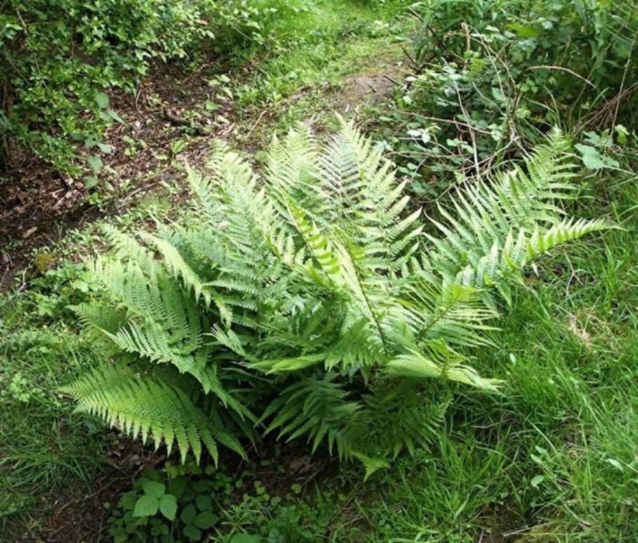 Dryopteris austriaca