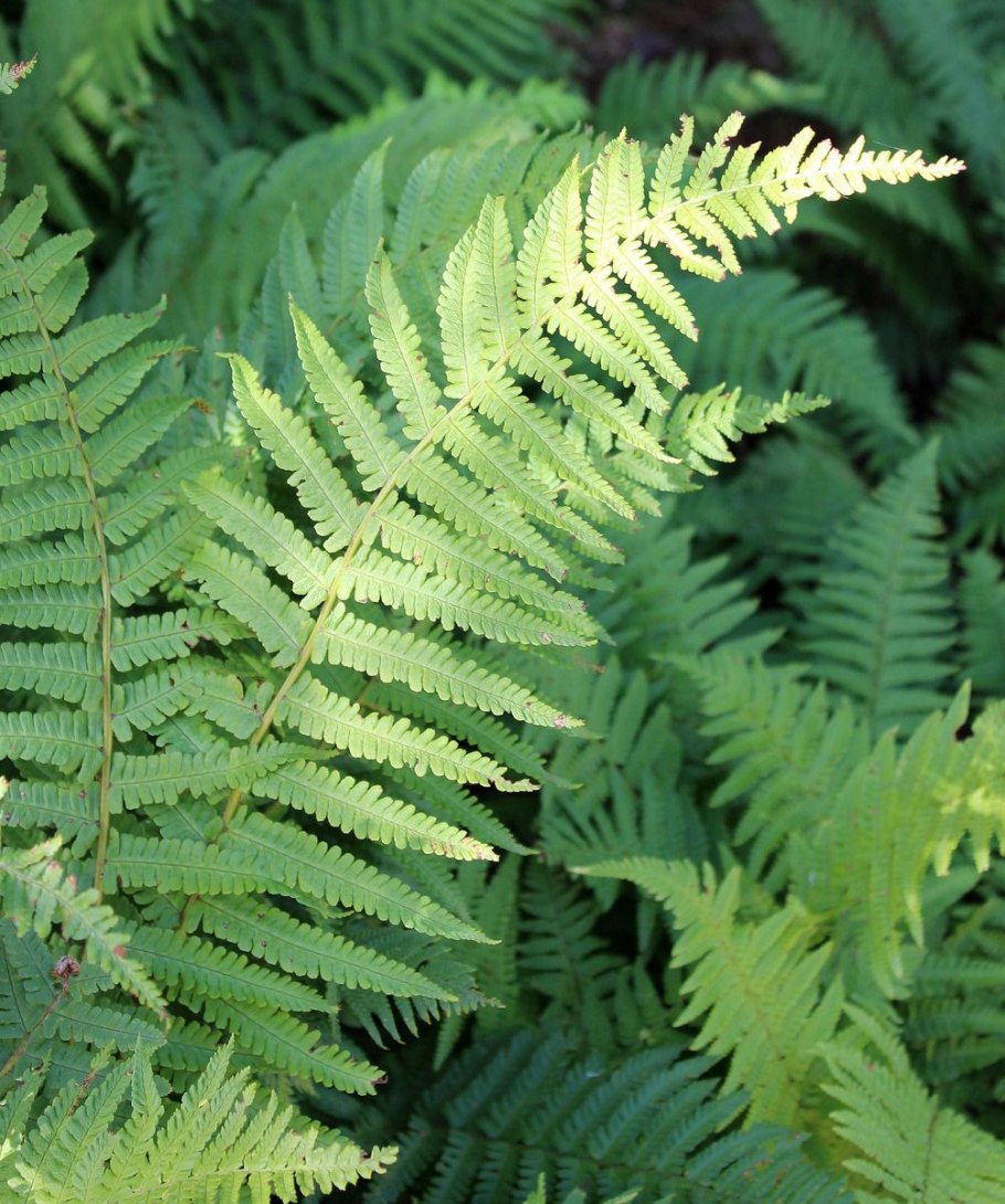 Dryopteris filix-mas(l.) Schott