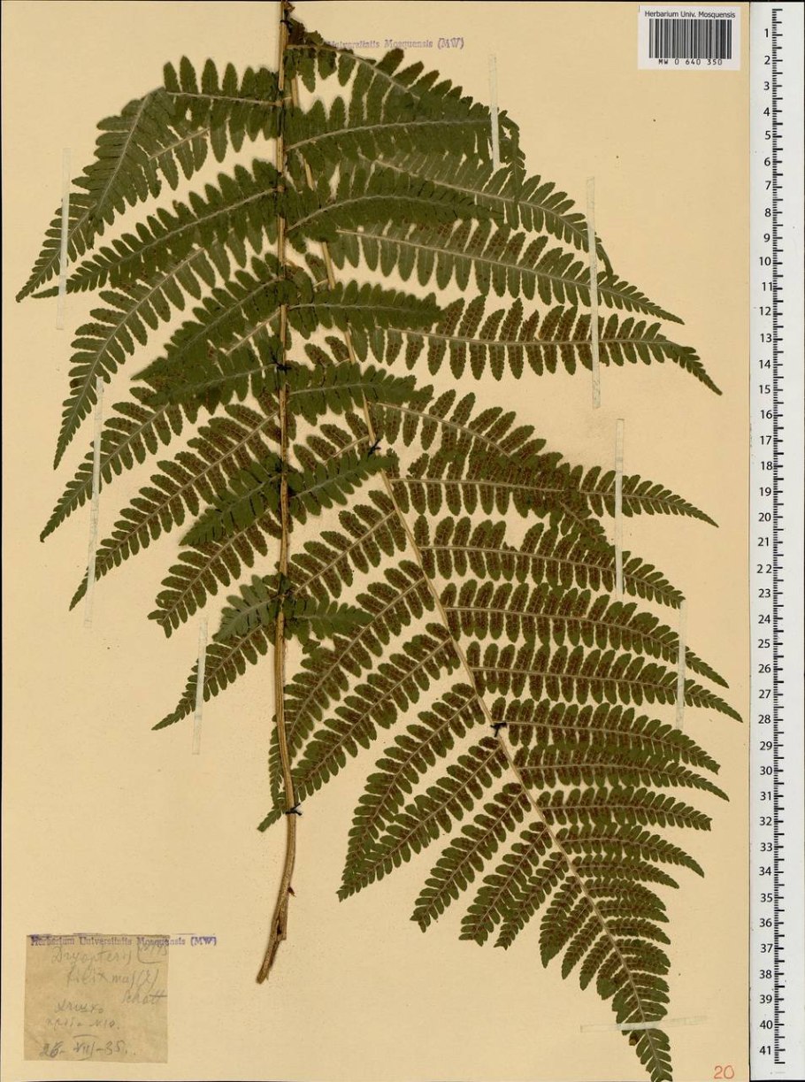 Папоротник Щитовник