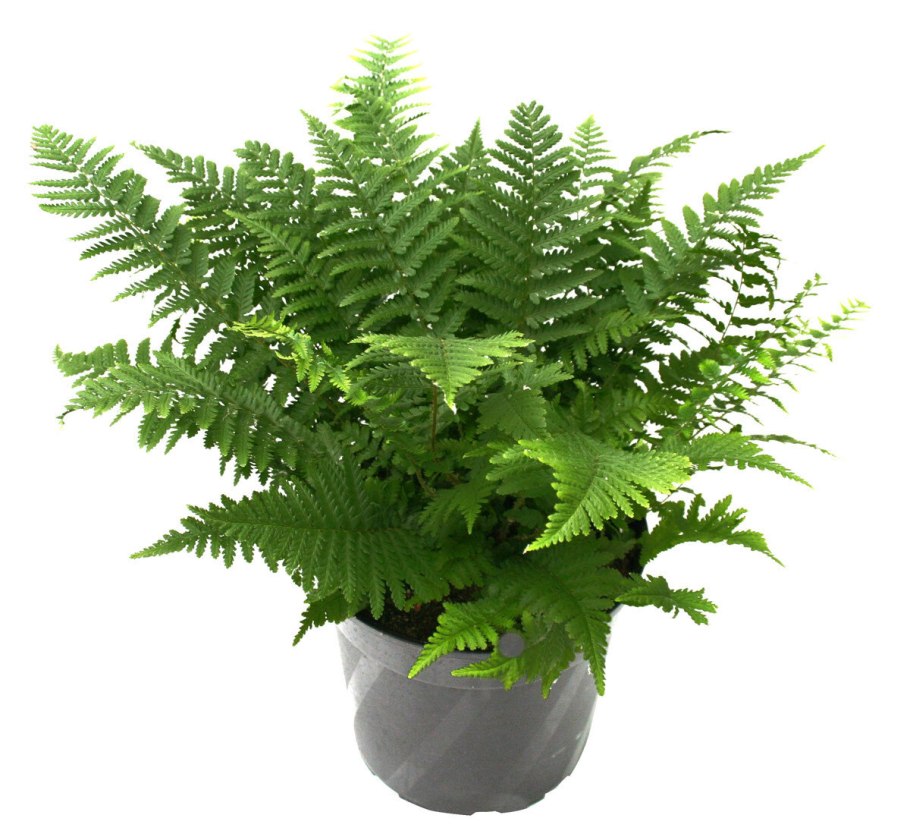 Папоротник dryopteris palmata