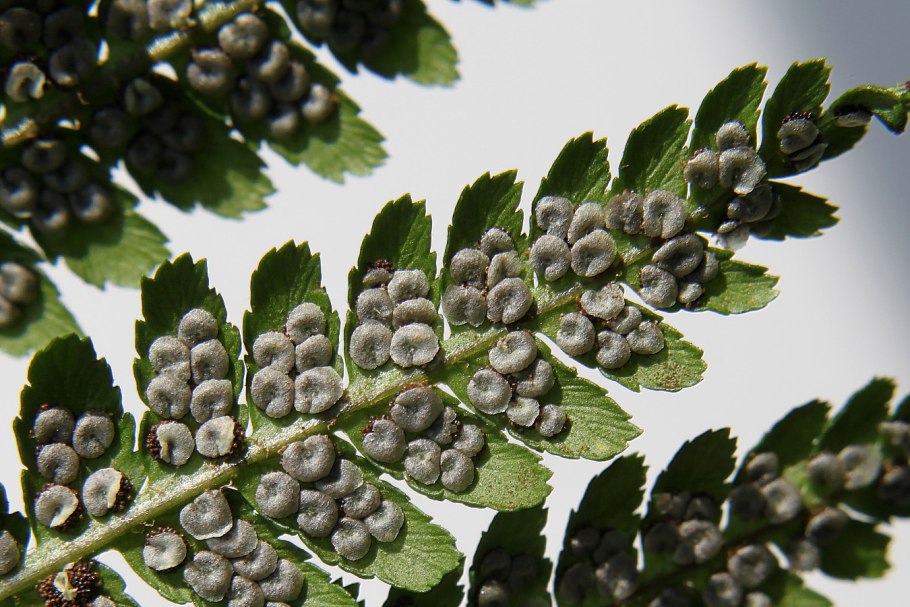 Корневище щитовника мужской dryopteris filix-mas