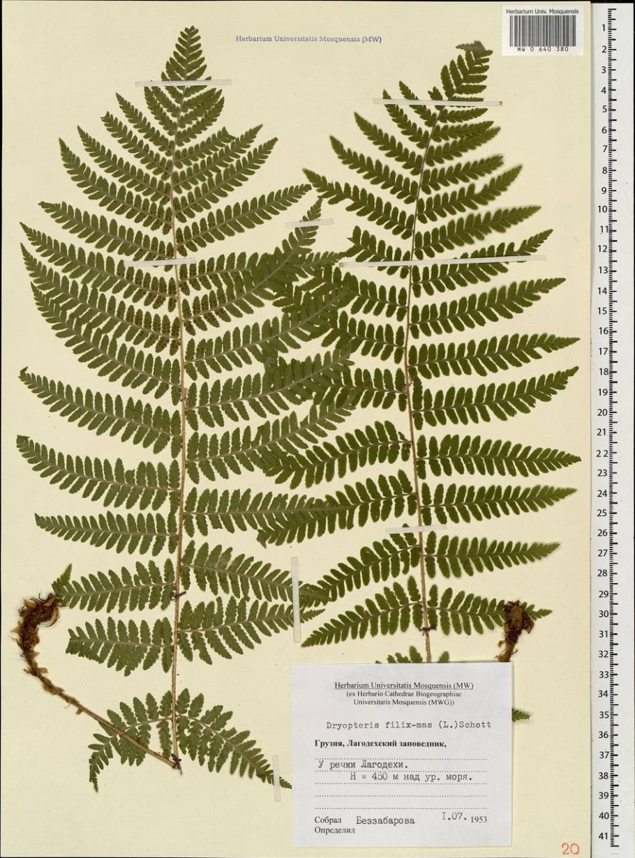Корневище щитовника мужской dryopteris filix-mas