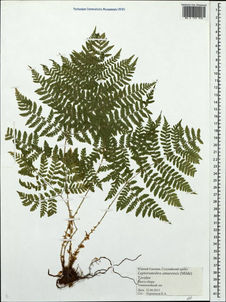 Dryopteris filix-mas