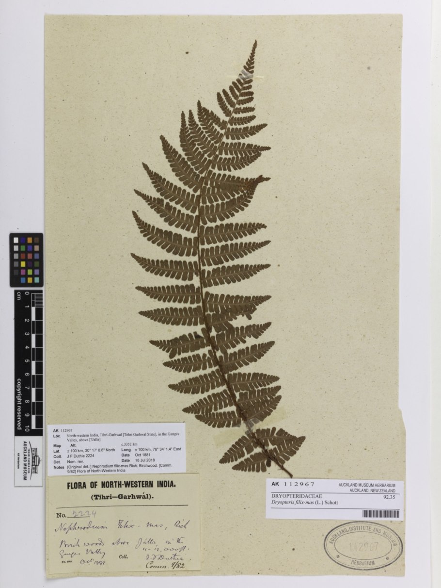 Спорангии щитовниковых