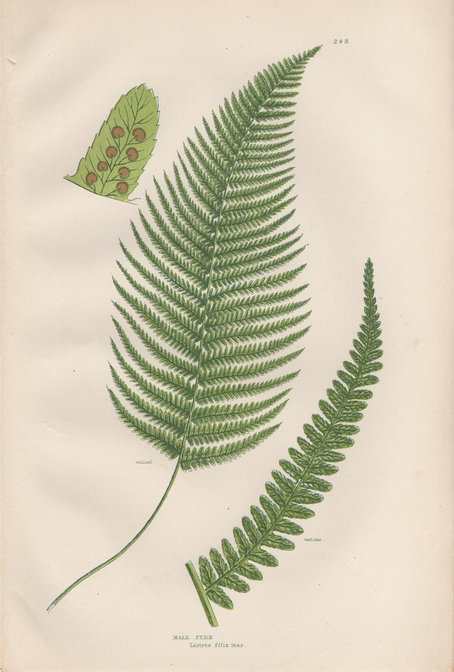 Папоротник многоножка на дереве