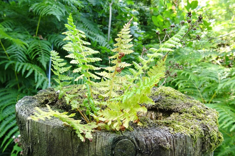 Dryopteris filix-mas(l.) Schott
