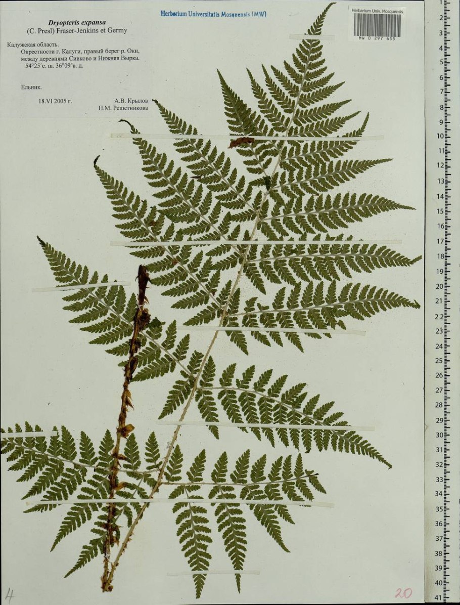 Щитовник распростёртый – dryopteris expansa