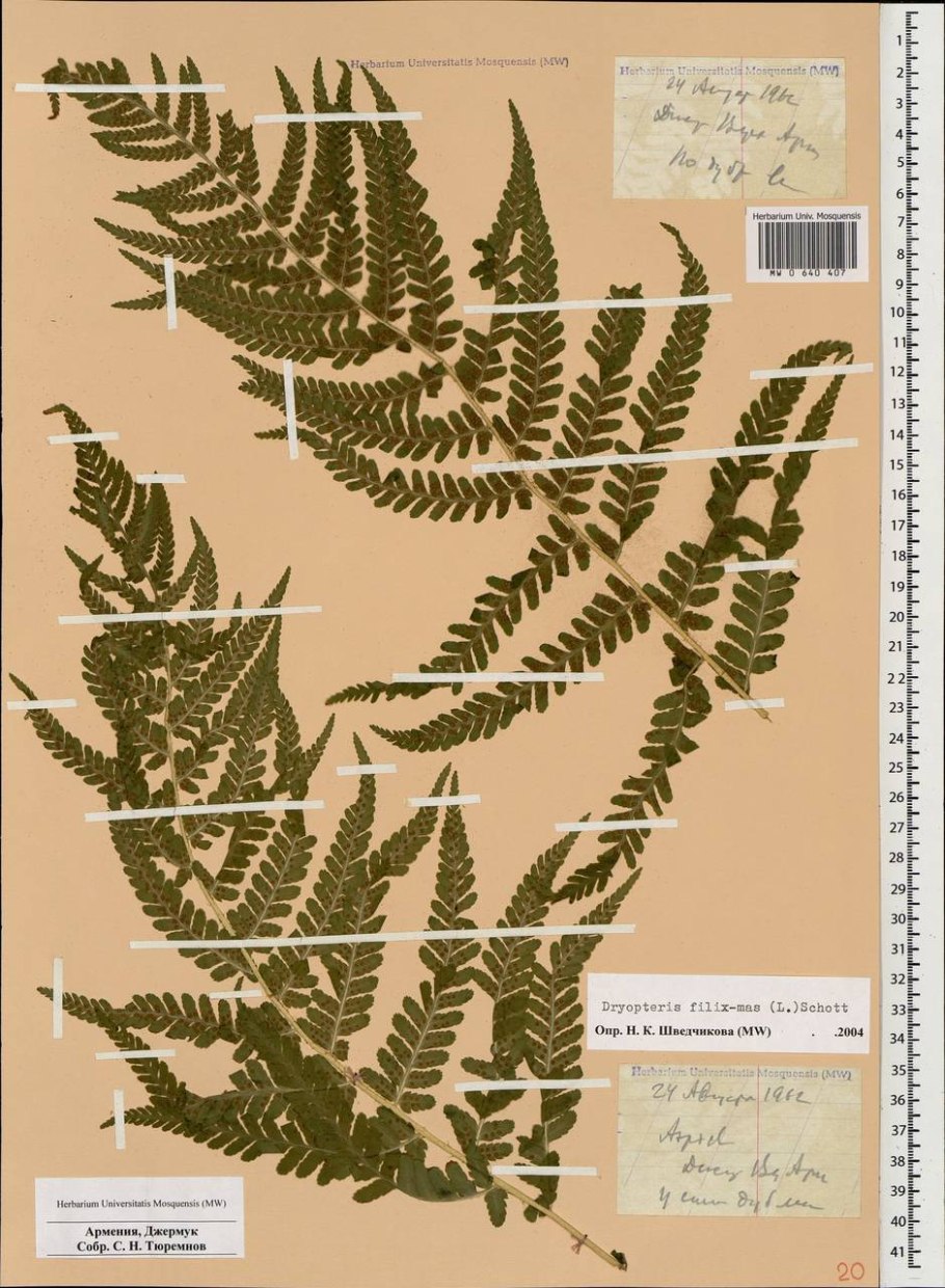 Щитовник распростёртый – dryopteris expansa