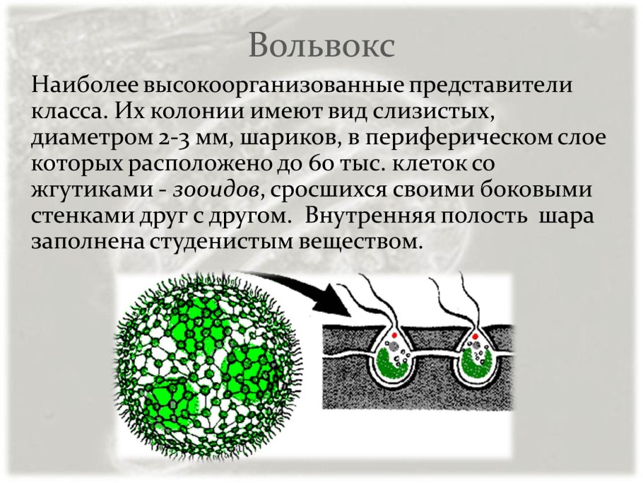 Материнская колония у вольвокса