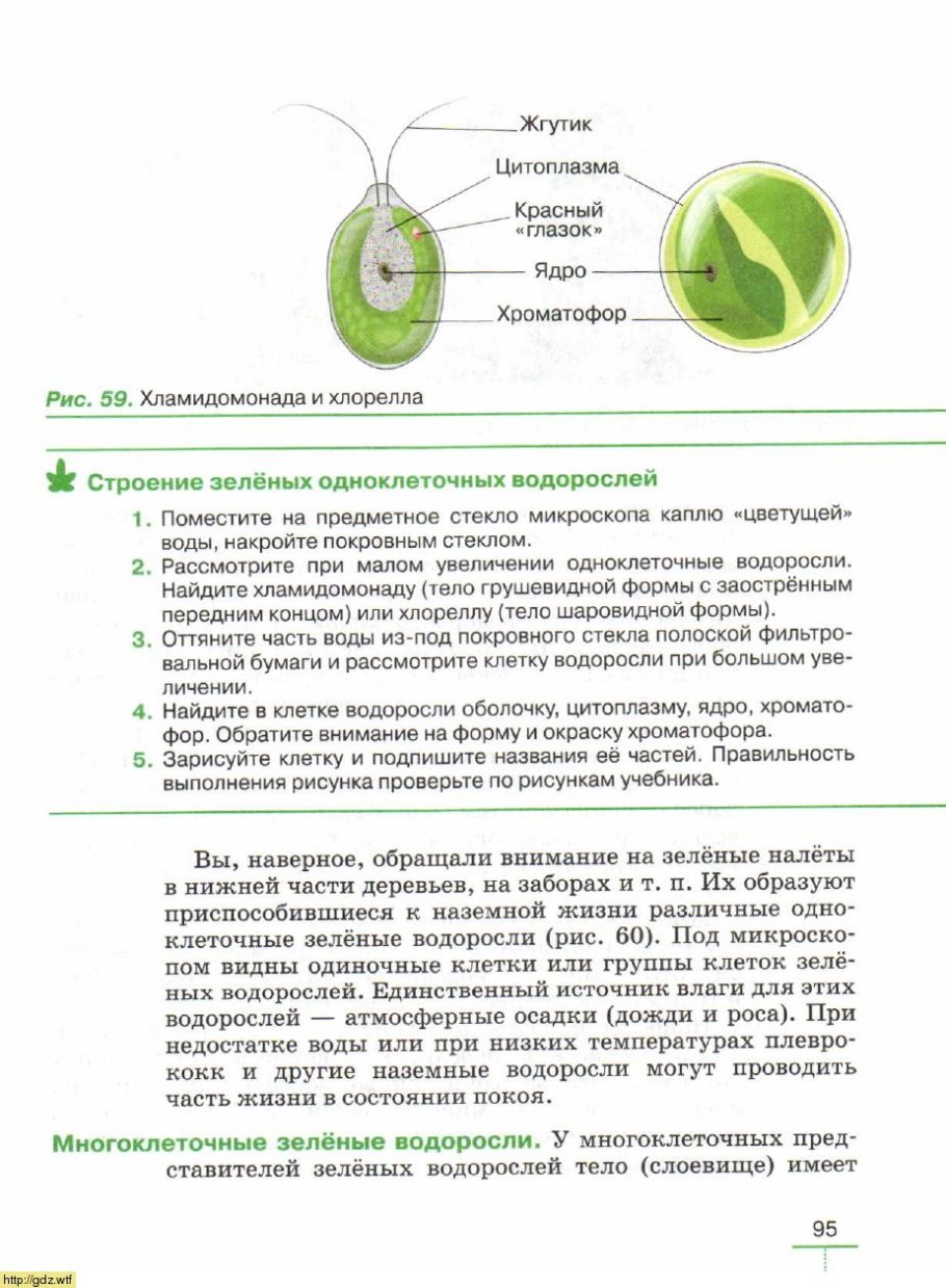 Хлорелла строение