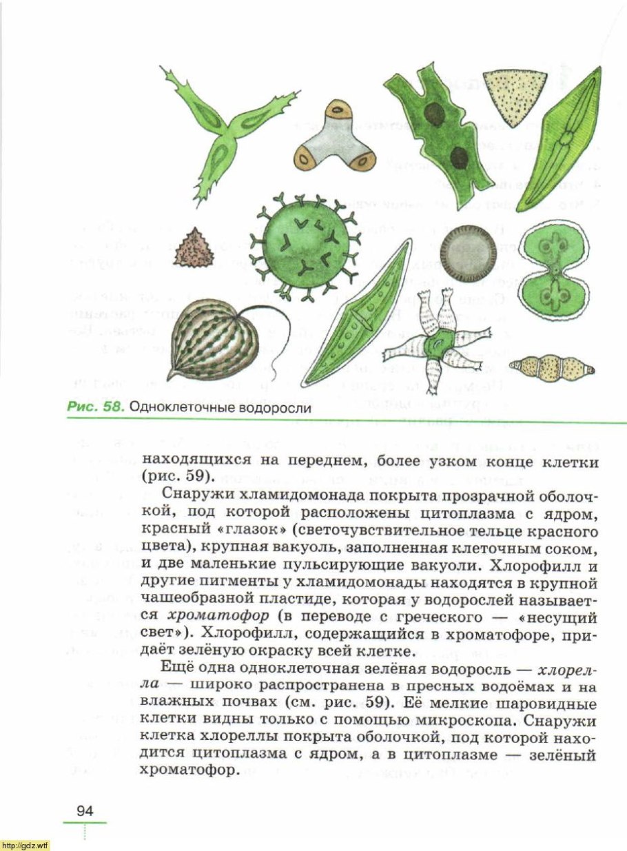Биология 5 класс учебник Пасечник