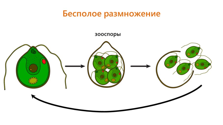 Бесполое размножение водоросли хламидомонады