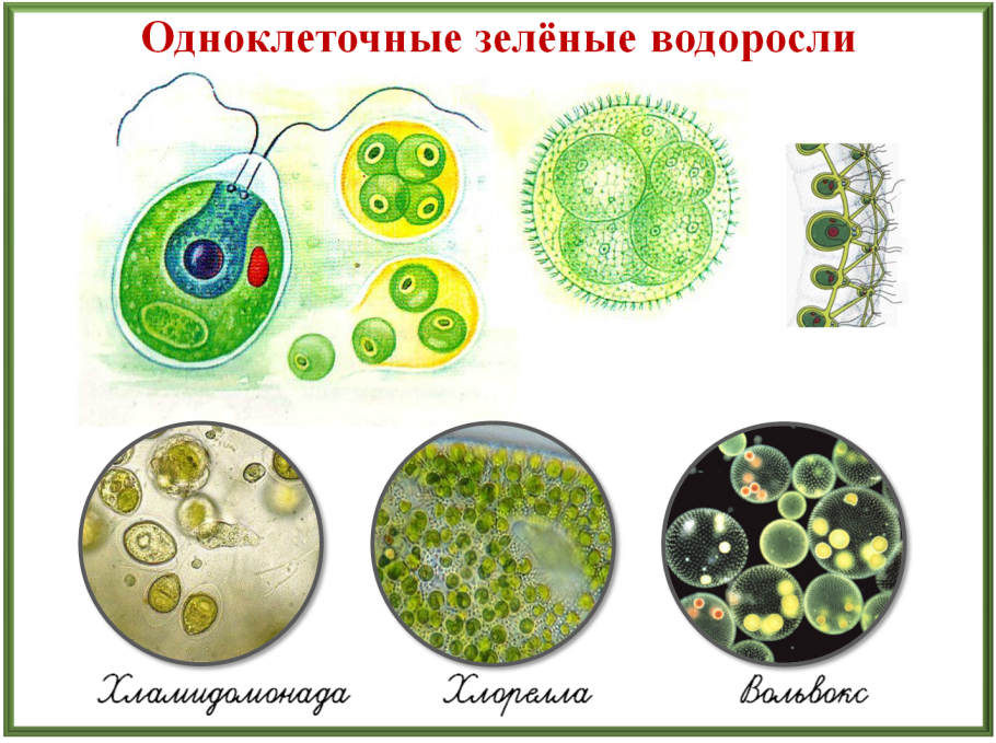 Представители зеленых одноклеточных водорослей