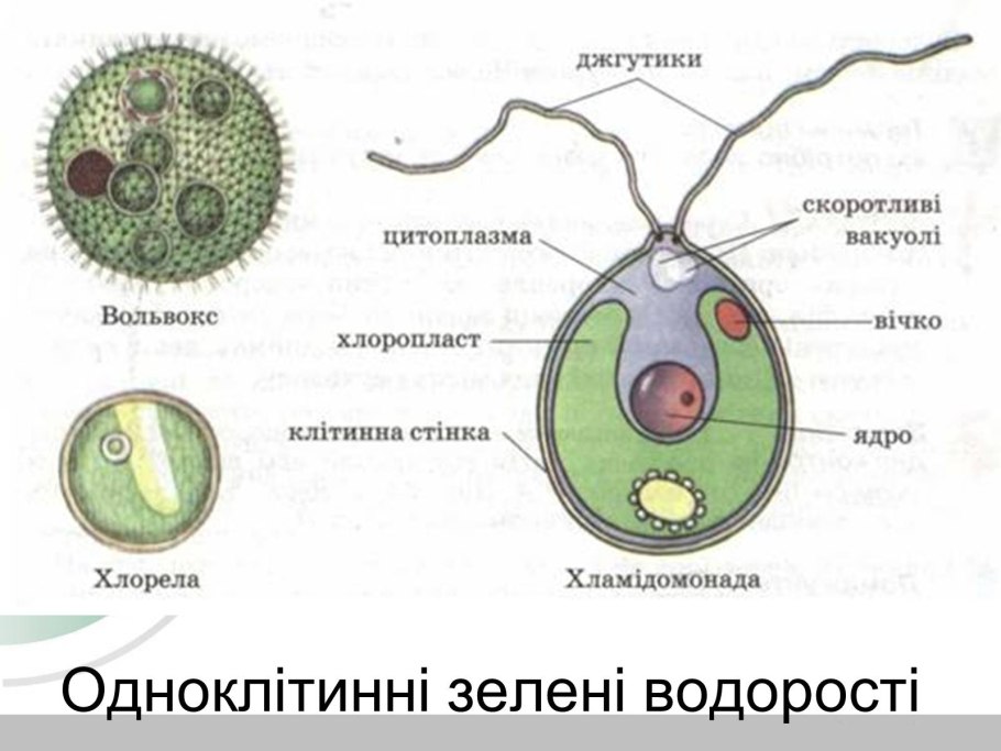 Вольвокс строение клетки