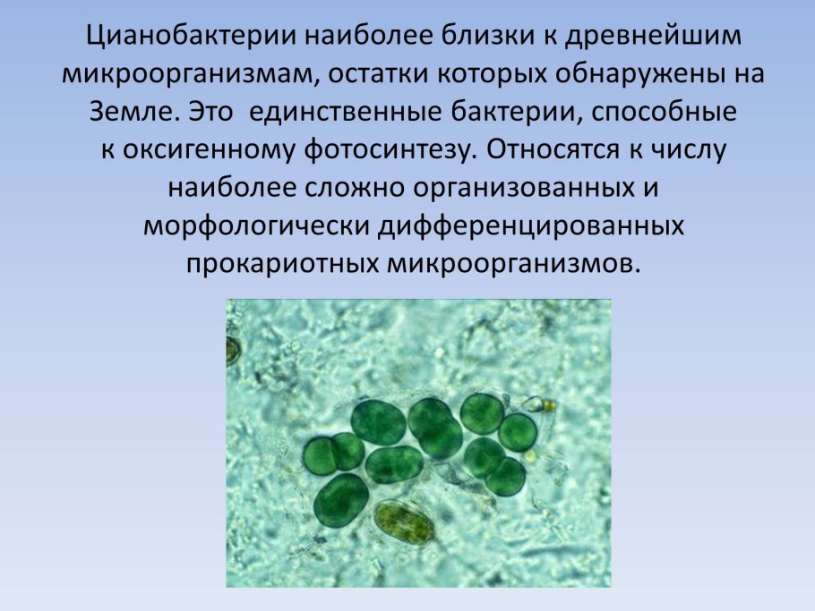 Цианобактерии фотосинтезируют