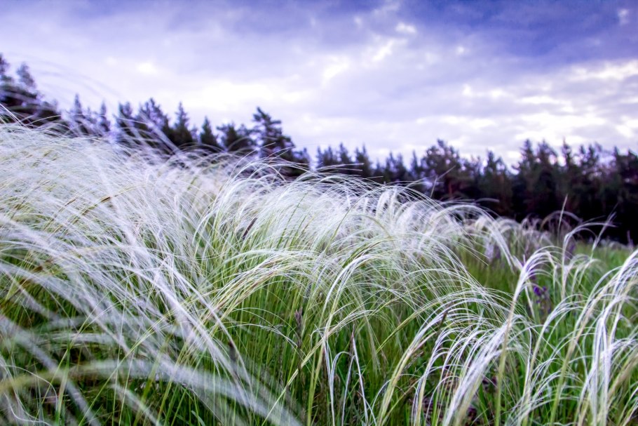 Ковыль красивейший (Stipa pulcherrima)