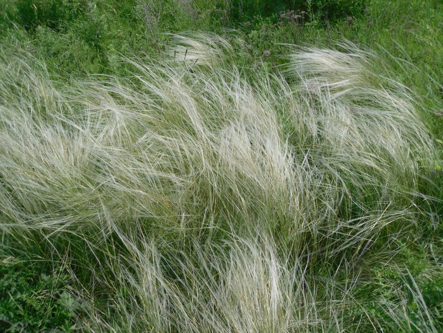 Ячмень гривастый (Hordeum jubatum)