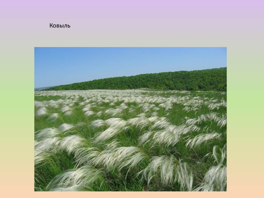 Ковыль (Stipa)