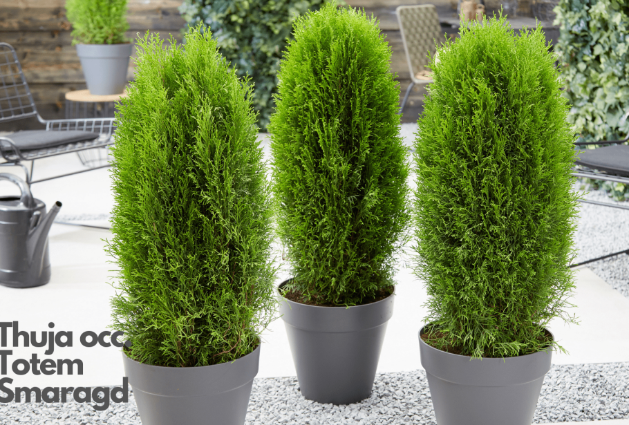Туя Западная Смарагд
