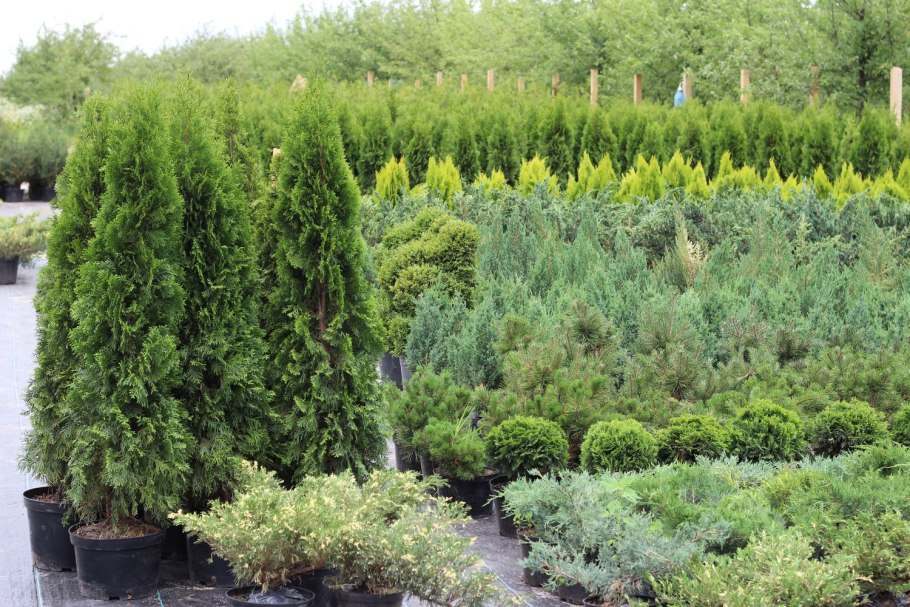 Туя вересковидная
